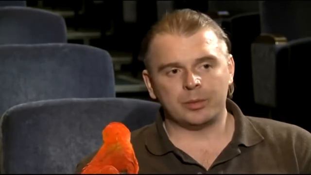 Как обучить попугая различным трюкам
