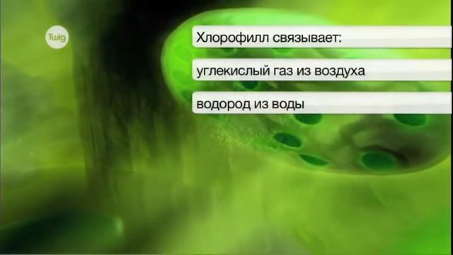 Что такое фотосинтез