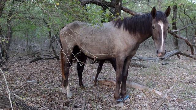Маленькие собаки В лесу нашли потерявшийся Лошадь и жеребёнка смотреть онлайн