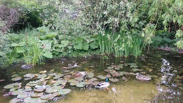 Suisse. Switzerland. Genève. Швейцария. Женева. Уточки в парке. Парк, сад Пе. Jardin de la Paix. смотреть онлайн