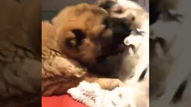 Кавказская овчарка и бивер смотреть онлайн