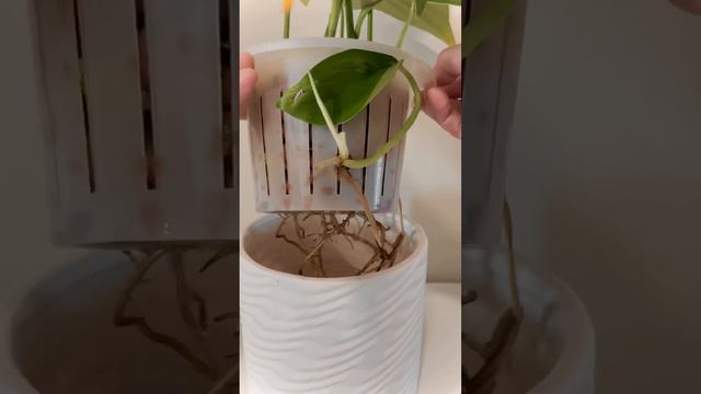 Raphidophora Decursiva Root Check #LECA #semihydroponics #houseplants #indoorgardening #roomwithry