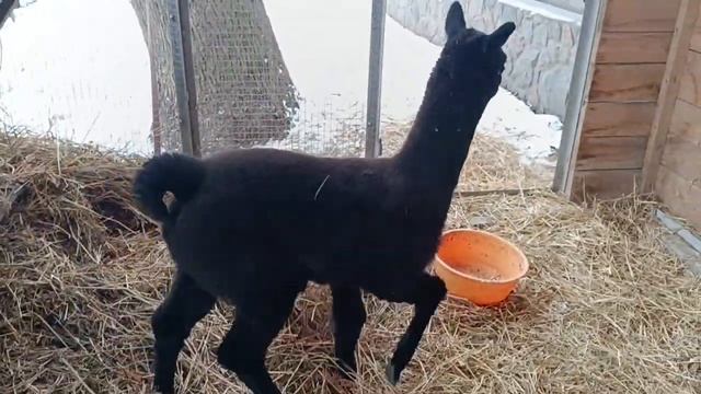 Альпаки.Монастырь.Томашовка.