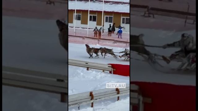 В Ханты-Мансийске прошел конкурс оленеводов на Кубок губернатора Югры