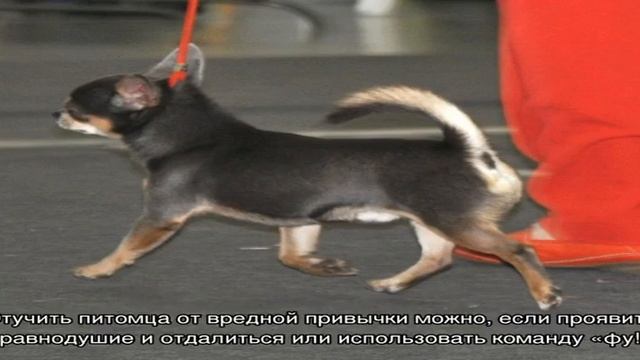 Дрессировка чихуахуа и воспитание в домашних условиях смотреть онлайн