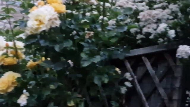 Садоводы любители. Обрезка зелёного забора Пираканты в Патио. обзор #спасибозавашилайки #садоводств