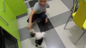 Фокстерьер злой маленький щенок