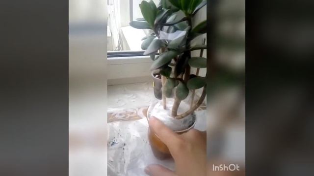 Как запаковать денежное дерево для отправки почтой смотреть онлайн