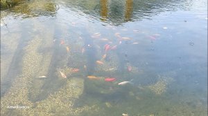 Пруд на даче с карпами Кои через год