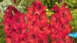 Гладиолус крупноцветковый Рома (gladiolus) ? Рома обзор: как сажать, рассада гладиолуса Рома