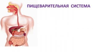 Тема 20. Органы пищеварения и выделения