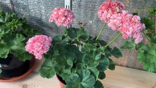 13. Сорт пеларгонии Ирида Мамины розы смотреть онлайн