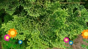 Кипарисовик туполистный Нана Грацилис. Краткий обзор, описание chamaecyparis obtusa Nana Gracilis