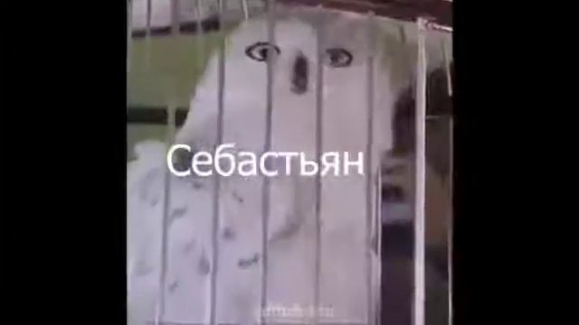 Клуб Романтики мемы/вайны, ТС/Тени Сентфора, РЛ/Рождённая Луной. смотреть онлайн