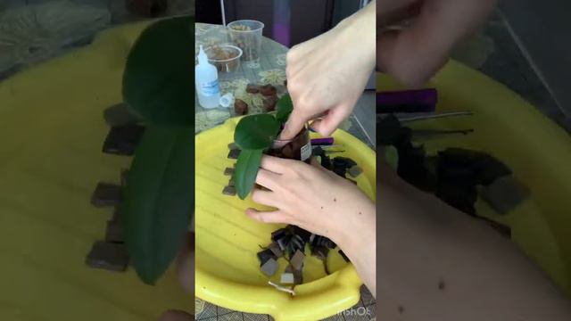 Быстрая пересадка Орхидеи из пищевых лоточков в кору. #Цветочныйдоктор #Цветочныйдоктор_пересадка