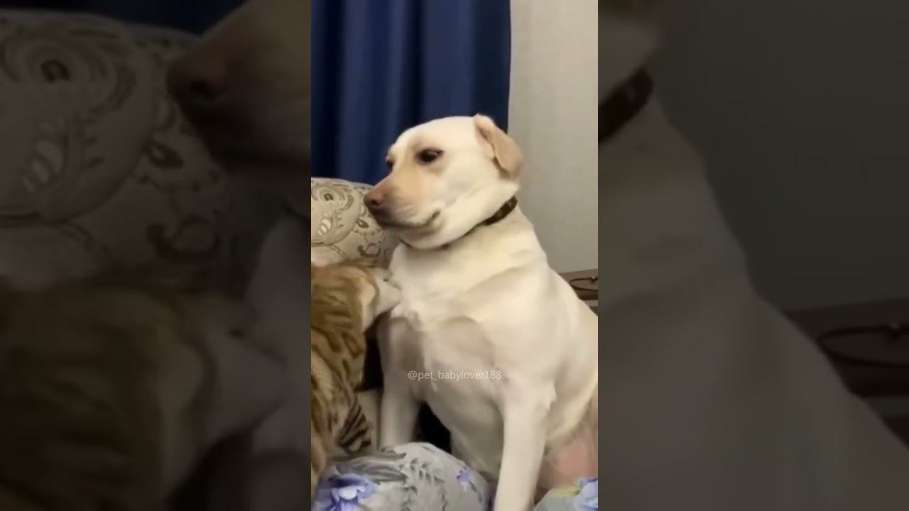 Забавные коты и кошки смотреть онлайн