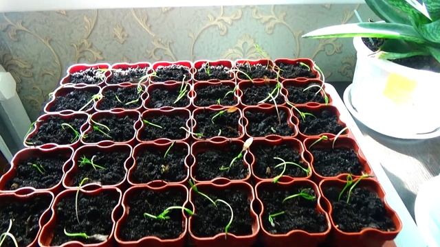 Ель из семян. Всходы и пикировка смотреть онлайн