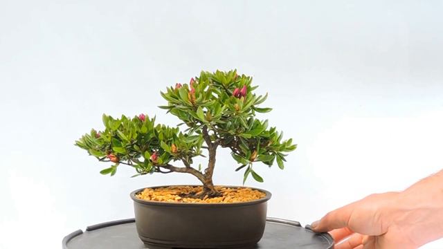 Video 360º Bonsai Rhododendro Indicum ref RDI11 смотреть онлайн