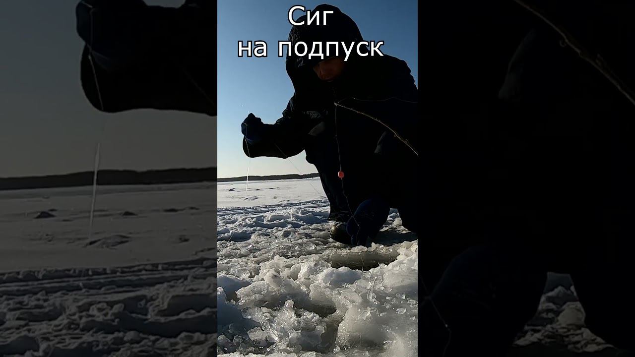 сиг на подпуск #рыбалка #яспиннингист #яспиннингист #первыйлед смотреть онлайн