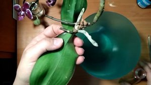 СМОТРЕТЬ ВСЕМ!!! Моховое гнездо для наращивания корней больной орхидеи. 17 февраля 2022 г.