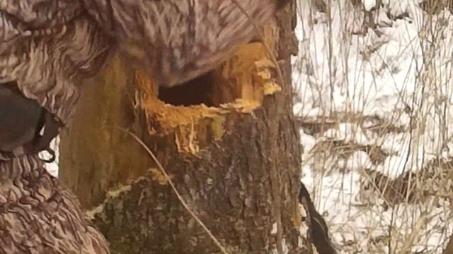 Охота на куницу с лайкой смотреть онлайн