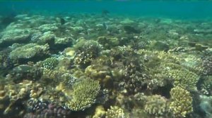 Рыбы Красного моря, Шарм эль Шейх декабрь 2021 года