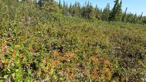 Морошковые поля Сейдозера.