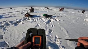 СУДАКИ РВУТ ЛЕСКУ И НЕ ЛЕЗУТ В ЛУНКУ! РАЗДАЧА СУДАКА НА ВИБЫ. Ловля судака в толпе. Рыбалка, феврал