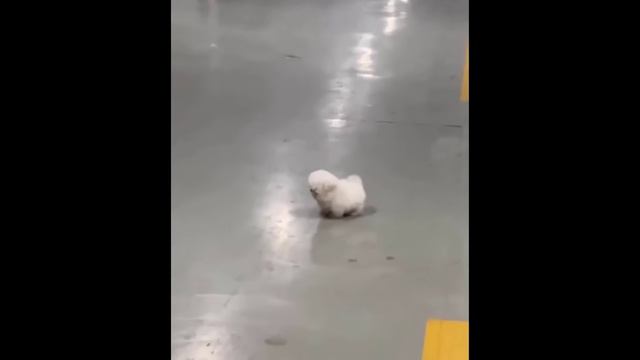 #Забавные_животные 😂  #видео1 (6)