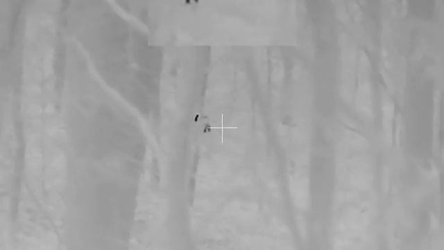 Fox hunting , Thermoscope Hikmicro TH 35 , Big fox Thermohunt , Termovize, Lov lišky 70m смотреть онлайн