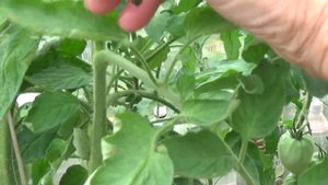 Монофосфат калия под тепличные томаты.