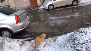 ГУЛЯЮ С КОТОМ НА ПОВОДКЕ😱 он убежал??