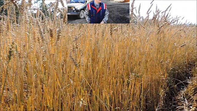 К Дню работников сельского хозяйства смотреть онлайн