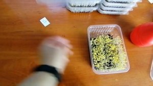 Обработка микрозелени раствором перекиси водорода