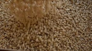 Производство Кедрового масла из родовых поместий Сибири