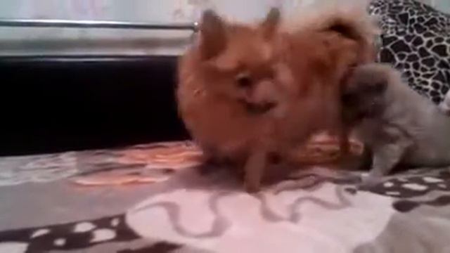 Щенки шпица смотреть онлайн