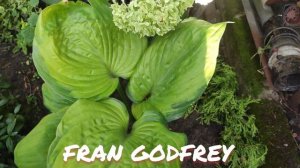Хоста гигант Fran Godfrey в моем саду