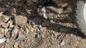 кошка ходила на охоту