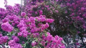 The Most Beautiful and Oldest Bougainvillea that have seen.