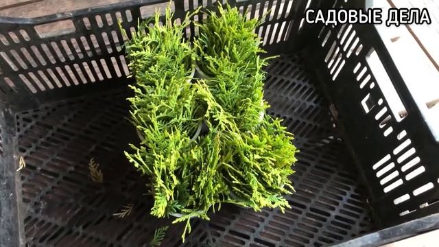 Размножение туи черенками | САДОВЫЕ ДЕЛА #размножениетуичеренками #размножениетуи #черенкованиетуи
