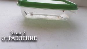 Гелевая обработка от тараканов