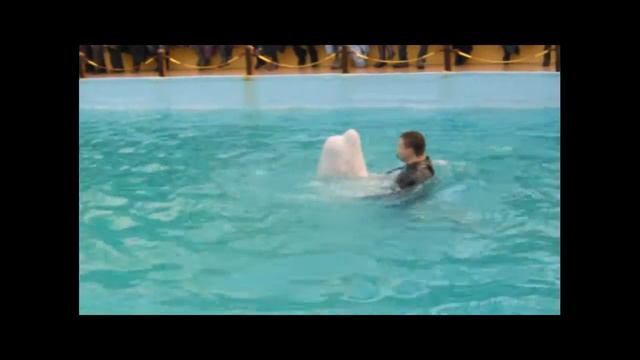 дельфинарий Ростов на Дону смотреть онлайн