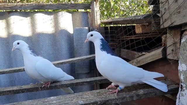Смена молодых голубей после линьки. смотреть онлайн