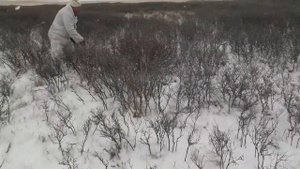 Небольшое видео с охоты по зайцу с таксой