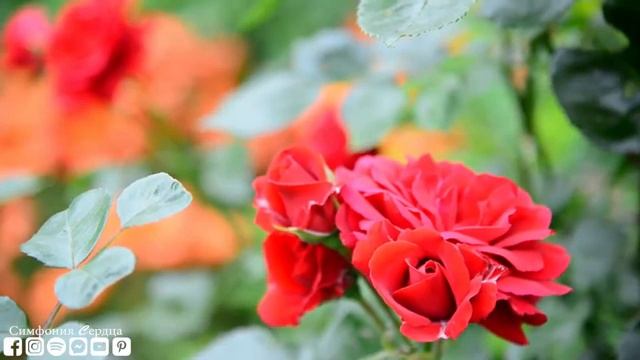 Музыка для исцеления всех болей тела, души и духа ? Музыка для сна, успокаивает разум #2 смотреть онлайн