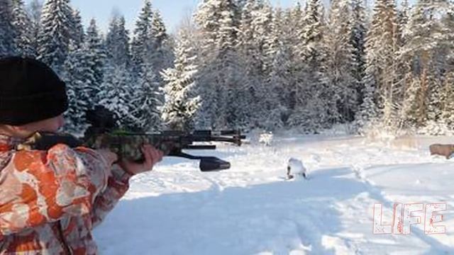 С этими секретыми вы настреляете очень много кабанов! Загонная охота на кабана зимой! смотреть онлайн