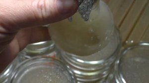 Как я выращиваю биопрепараты в домашних условиях