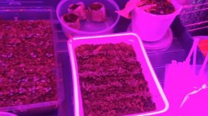 Получили фитолампу от Минифермер.  Рассада петуньи на 9й день от всходов