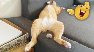 САМЫЕ СМЕШНЫЕ ЖИВОТНЫЕ / Приколы с котами и собаками 2022 #1