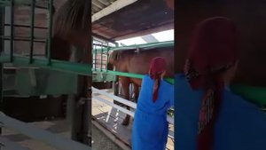 Дойка кобыл в ручную